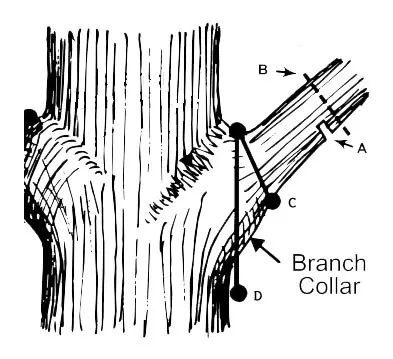 Where to prune an Apple Tree, chose the right cut